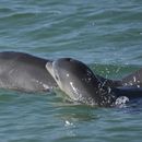 En esta fotografía, delfines nariz de botella nadan en aguas abiertas frente a la bahía de Sarasota, en Florida. (Sarasota Dolphin Research Program vía AP)