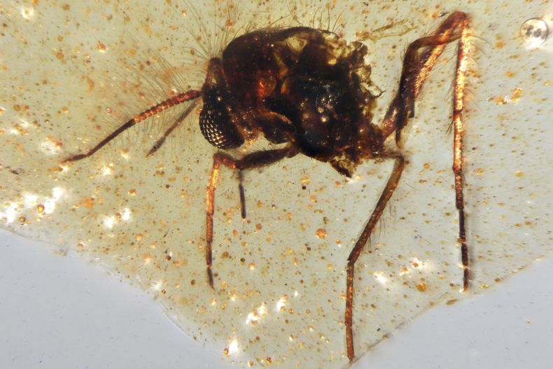 En esta imagen difundida por investigadores en septiembre de 2025 se puede ver una mosca Diptera Nematocera fly, de la familia Chironomidae, atrapada en una muestra de ámbar del periodo cretácico descubierta en Ecuador. (Mónica Solórzano-Kraemer vía AP)