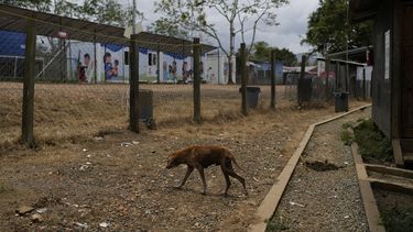 Un perro callejero camina en un centro de acogida de migrantes vacío que solía recibir a cientos de personas cada día después de que cruzaran el Tapón del Darién en su viaje hacia Estados Unidos, en Lajas Blancas, Panamá, el domingo 6 de abril de 2025. (AP foto/Matias Delacroix)
