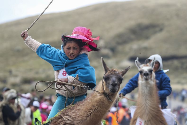 AMS-GEN_ECUADOR_ECOLOGIA-COMPETENCIA_LLAMAS-1.jpg