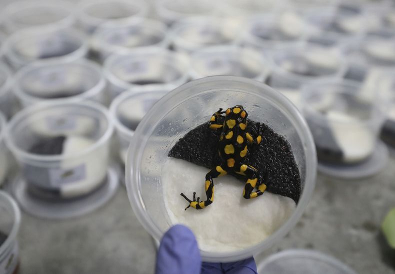 REP-GEN_COLOMBIA-CRIA_DE_RANAS_EXOTICAS-6.jpg