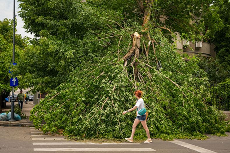 Una mujer pasa junto a un árbol caído en Bucarest, Rumanía, el miércoles 1 de julio de 2026 después de que una tormenta eléctrica golpeara la capital rumana la noche anterior. (AP Foto/ Andreea Alexandru)