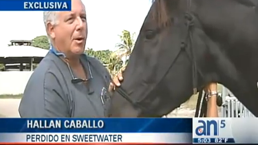 americateve | Reportaje exclusivo de América Noticias ayuda a dar con el caballo de la policía desaparecido en Sweetwater.