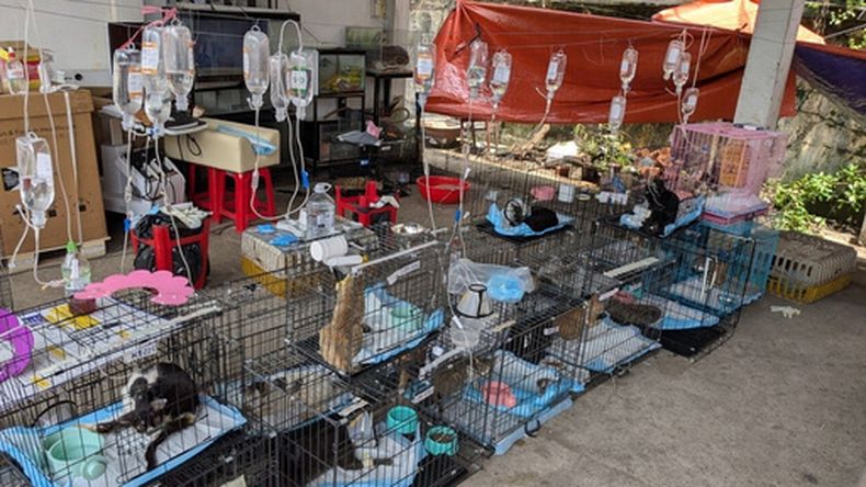 En esta imagen, distribuida por Vietnam Cat Welfare, se muestra a gatos rescatados recibiendo tratamiento en Ho Chi Minh, Vietnam, el 17 de junio de 2026. (Vietnam Cat Welfare vía AP)