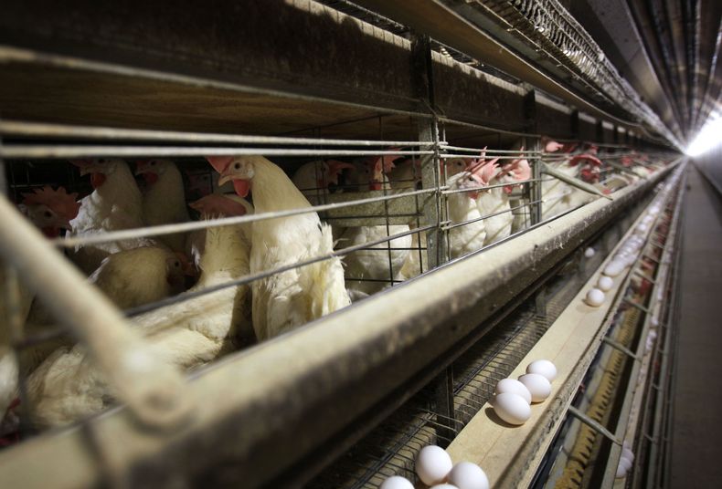 ARCHIVO – Gallinas en sus jaulas en una granja de Iowa, el 16 de noviembre de 2009. (AP Foto/Charlie Neibergall, Archivo)