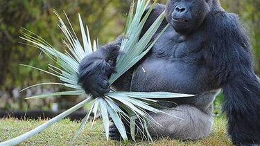 americateve | Jimmy Junior, también conocido como "J.J.", falleció esta semana a la edad de 34 años, tras luchar contra una infección gastrointestinal.