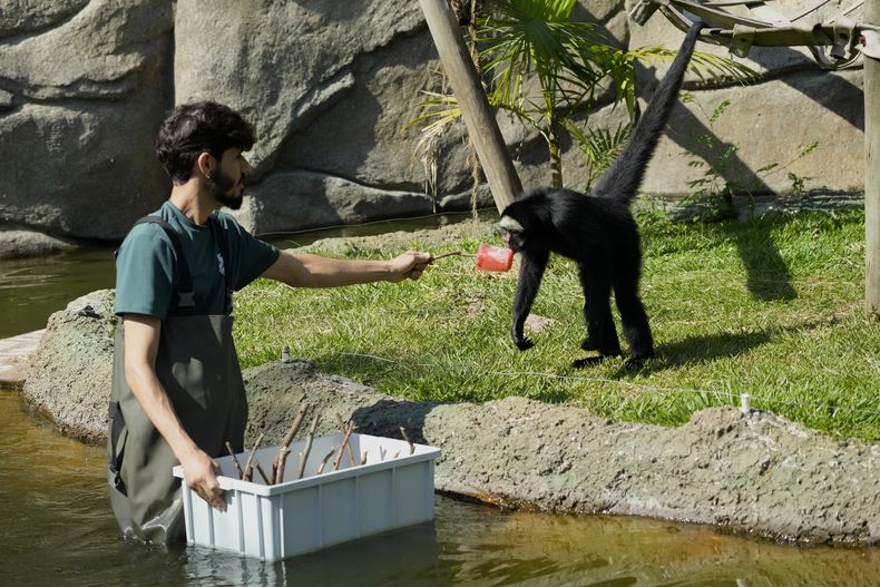 Un trabajador alcanza a un mono spiker con fruta congelada en el extremo de una ramita mientras se reparten bocadillos helados a los animales en el BioParque do Rio en medio de una intensa ola de calor en Río de Janeiro, Brasil, viernes 22 de septiembre de 2023. (AP Foto/Silvia Izquierdo)
