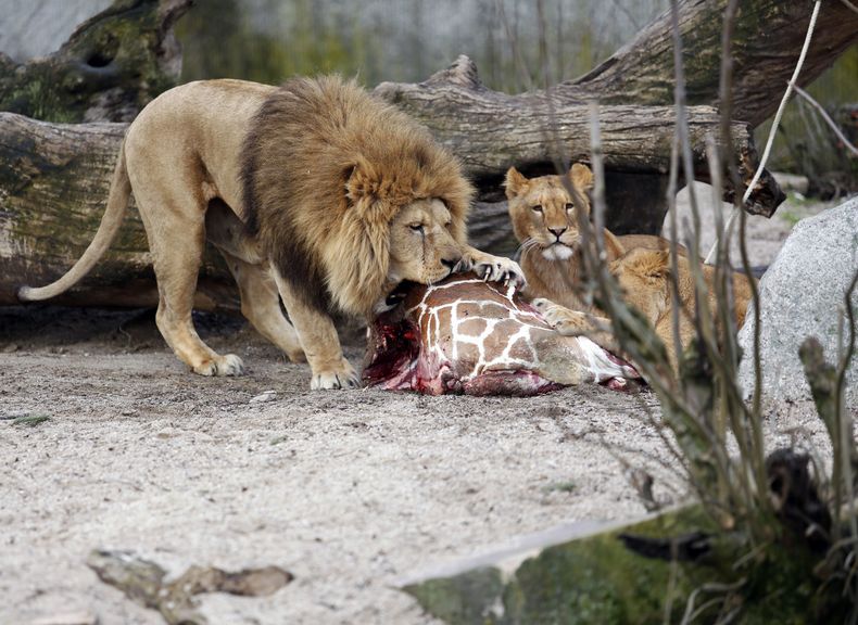 Los restos de la jirafa Marius son devorados por los leones despu&eacute;s de que el joven macho fue sacrificado y cortado en el Zool&oacute;giico de Copenhague, el domingo 9 de febrero de 2014. (Foto AP/POLFOTO, Rasmus Flindt Pedersen) DENMARK OUT