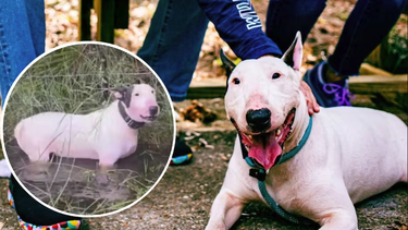 aprueban ley sobre abandono de perros durante desastres naturales en honor a trooper