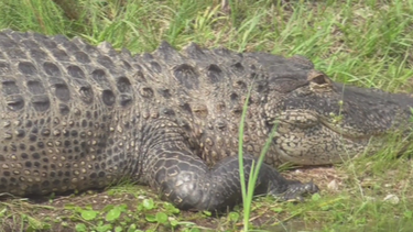 cazadores matan a cocodrilo en opa-locka