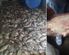 En medio de la escasez de alimentos en Cuba, se pudren toneladas de pescado en Bejucal