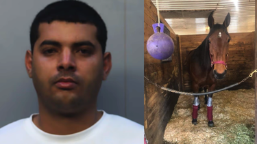 detienen a cubano en hialeah por robo de caballos en florida: ice emite orden migratoria