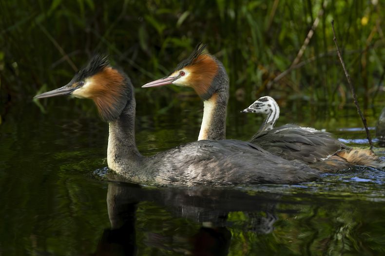 En esta imagen de 2022 distribuida por la organización ambiental Royal Forest and Bird Protection Society se muestra a ejemplares de puteketeke en el lago Ellesmere, al sur de Christchurch, Nueva Zelanda. (Peter Foulds/Royal Forest and Bird Protection Society vía AP)