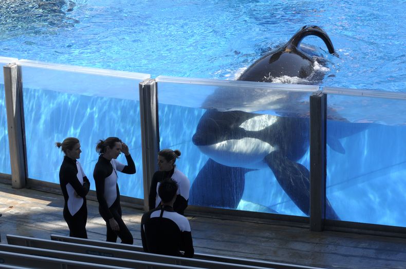 ESP-GEN_SEAWORLD-ORCAS-0.jpg
