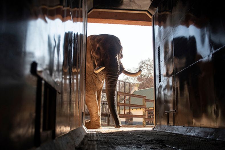 ARCHIVO - Charley, un elefante africano de cuatro toneladas entrado en años, es entrenado para entrar en un contenedor de transporte, el 9 de agosto de 2024 en el Jardín Zoológico Nacional de Pretoria, Sudáfrica. (AP Foto, archivo)