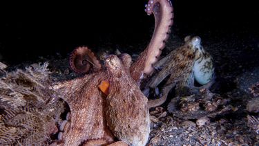En la imagen, proporcionada por investigadores en septiembre de 2024 se muestra el apareamiento de una pareja de Octopus americanus salvajes, uno de los cuales “levanta” el brazo. (Chelsea Bennice vía AP)