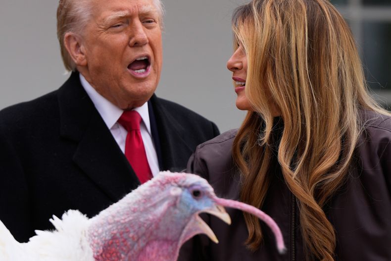 El presidente estadounidense Donald Trump y la primera dama Melania Trump al lado de un pavo ceremonial en el jardín de rosas de la Casa Blanca en Washington el 25 de noviembre del 2025. (AP foto/Julia Demaree Nikhinson)