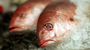 ¿por que comer pescado puede ser menos saludable con el aumento de las temperaturas en el planeta?