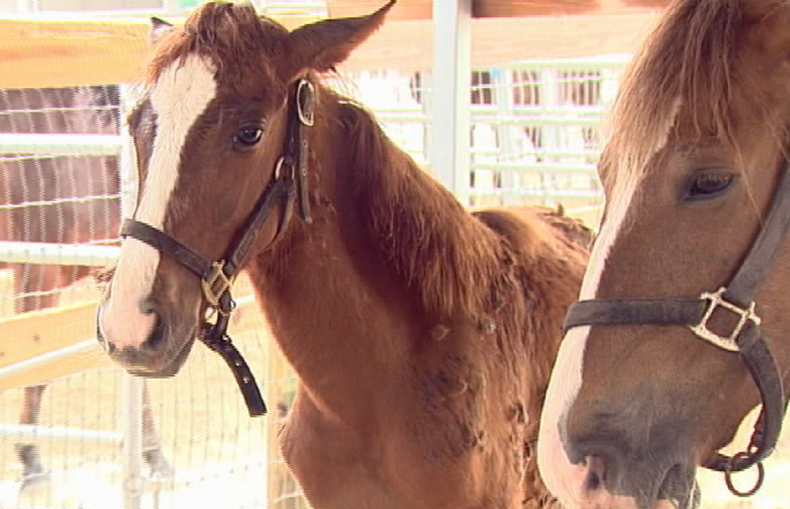 caballos maltratados.png