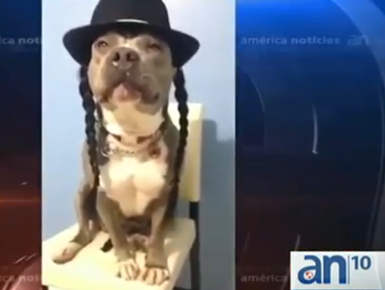 Había objetos de valor en la casa. Pero los ladrones buscaban otra cosa. Nada menos que la mascota de la familia.