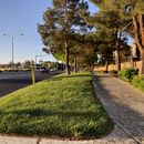 Proponen reducir el césped para ahorrar agua en Las Vegas
