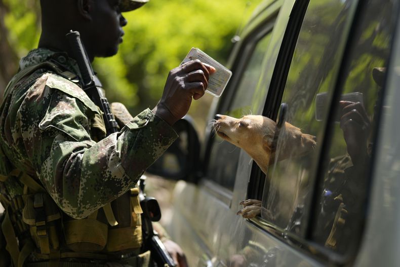 Un miembro de un grupo rebelde escindido de las FARC comprueba la identificación de un viajero en la región del cañón de Micay, en el suroeste de Colombia, el 14 de agosto de 2024. La antigua facción de las FARC, conocida como FARC-EMC, controla partes de la región y protege las plantaciones de hoja de coca en sus montañas. (AP Foto/Fernando Vergara)