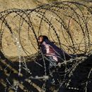 Gobierno de Trump pide a Pentágono más ayuda para frontera