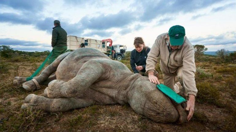 La especie permanece en peligro crítico de extinción (Foto: WWF)