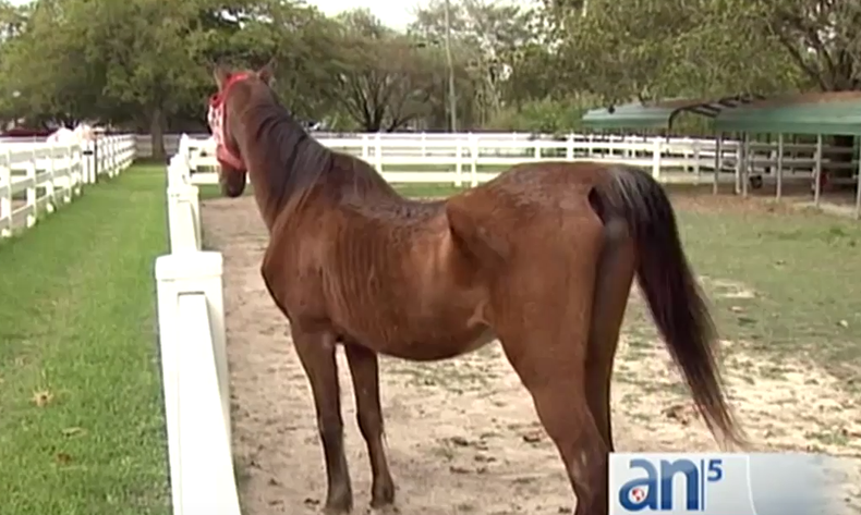 CABALLOS MALTRATADOS.png