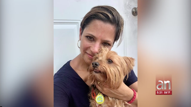 Aparece el Yorkshire Terrier robado por ladrones en una casa de Miami