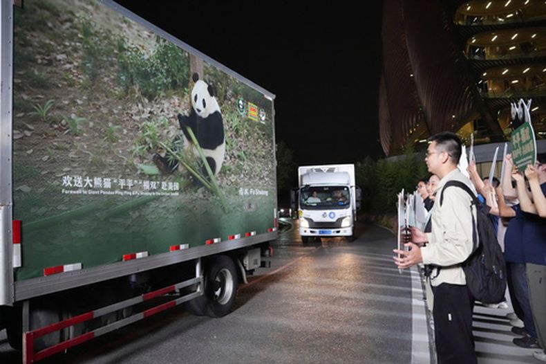 En esta imagen publicada por la agencia de noticias Xinhua, varios vehículos trasladan a una pareja de pandas gigantes, Ping Ping y Fu Shuang, desde la Base de Investigación de Cría de Pandas Gigantes en Chengdu , en el suroeste de la provincia china de Sichuan, el sábado 26 de octubre de 2026. (Xu Bingjie/Xinhua via AP)