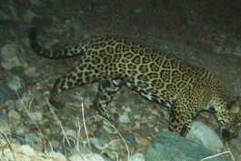 el viaje de un jaguar de eeuu a mexico alienta a ecologistas