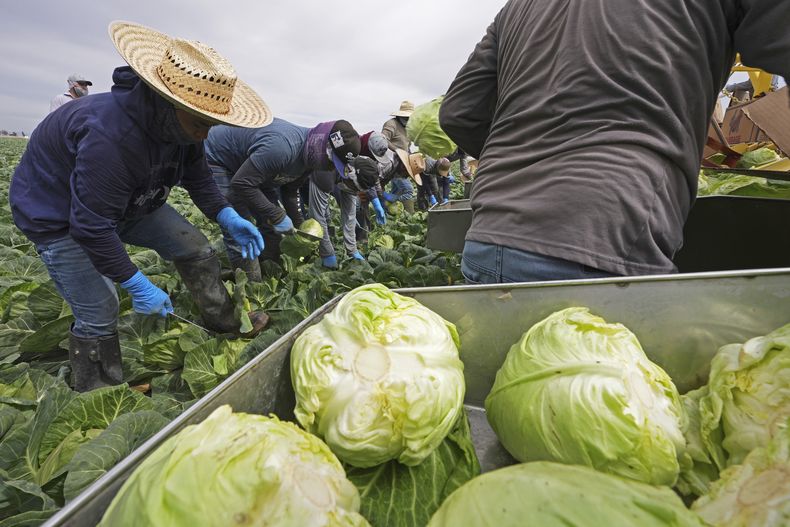 Agricultores cosechan verduras en Holtville, California el 5 de marzo del 2025. (AP foto/Gregory Bull)