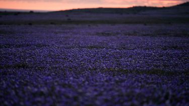 Un manto de flores cubre el desierto de Atacama tras las lluvias cerca de Copiapó, Chile, el jueves 24 de septiembre de 2026. (AP Foto/Esteban Félix)