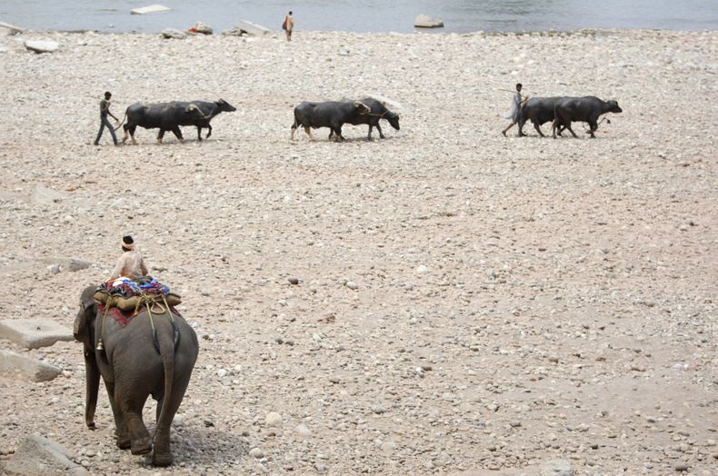 Una hilera de animales se dirige a un r&iacute;o en Jammu, India, en un d&iacute;a caloroso el 3 de mayo del 2014.  (Foto AP/Channi Anand, File)