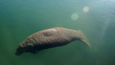 acaba programa que alimentaba a los manaties de florida