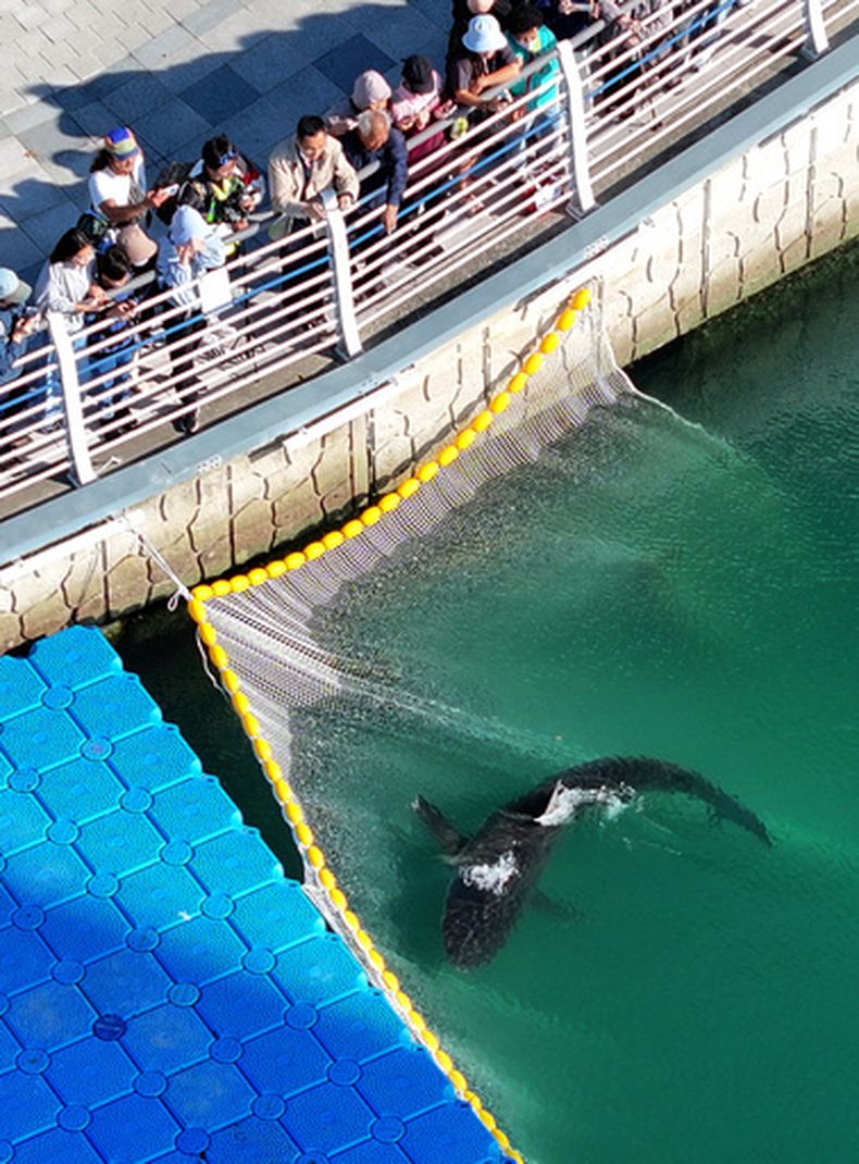 Un tiburón hembra atrapado en un canal de la ciudad portuaria en Busan, Corea del Sur, el 21 de octubre de 2026. (Son Hyung-joo/Yonhap vía AP)