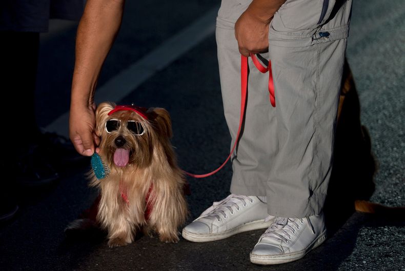REP-GEN_VENEZUELA-MASCOTAS_CRISIS-5.jpg
