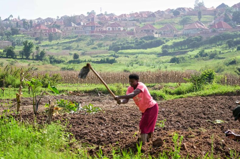 Una agricultora prepara la tierra antes de plantar, en una granja en Kigali, Ruanda, el 17 de marzo de 2026. (AP Foto/Brian Inganga)