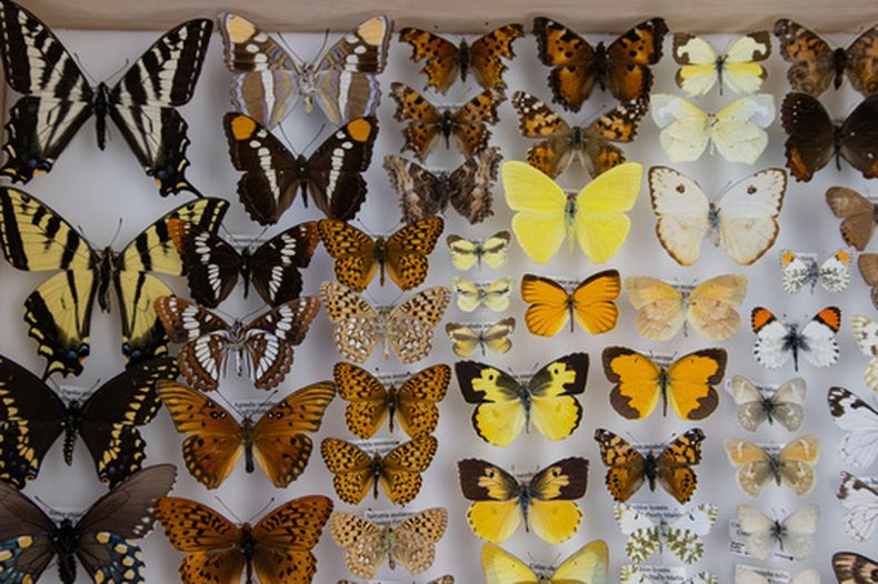 Mariposas expuestas en una vitrina del Museo de Historia Natural de la Universidad de Nevada en Reno, el 2 de octubre de 2026, en Reno, Nevada. (Nick Stewart/The Nevada Independent vía AP)