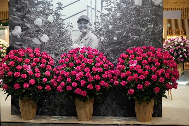 La foto de un cultivador de flores es exhibida durante la feria de Proflora en Bogotá, Colombia, el miércoles 1 de octubre de 2025. (AP Foto/Fernando Vergara)