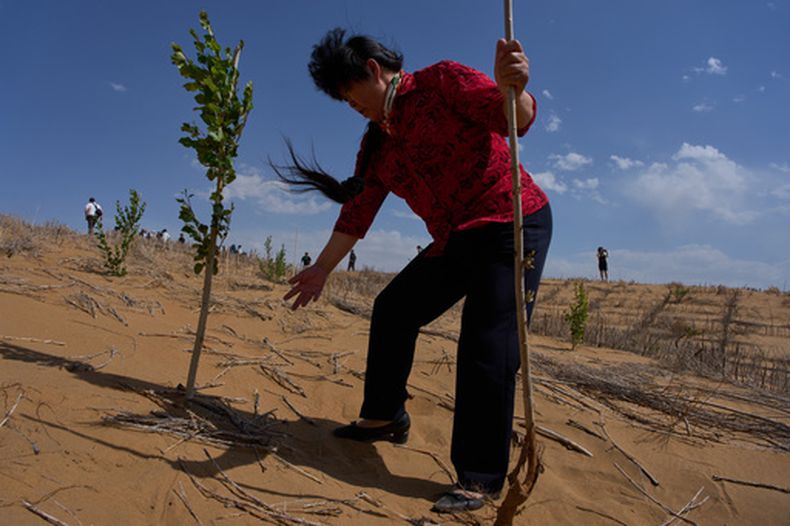 El trabajador de control de desierto Yin Yuzhen visita un punto de control contra la desertificación en la Zona Ecológica de Engebei, cerca de Ordos, en la provincia norteña china de Mongolia Interior, el viernes 12 de junio de 2026. (AP Foto/Ng Han Guan)