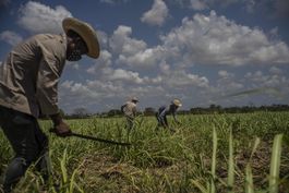 cae sector azucarero cubano; se incumple acuerdo con china