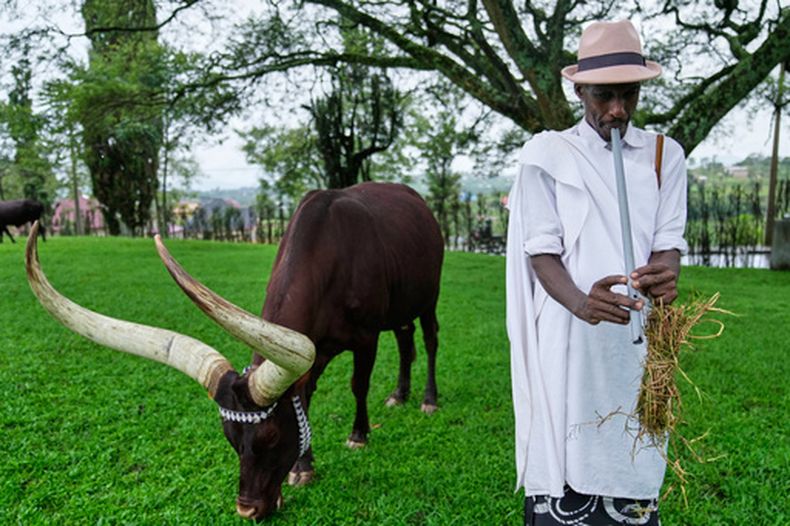 El pastor Kanamugire Anastase toca la flauta y canta poesía tradicional a un rebaño de reses reales, conocidas como Inyambo, mientras pasta en el Museo del Palacio Real, en Nyanza, Ruanda, el 21 de marzo de 2026. (AP Foto/Brian Inganga)