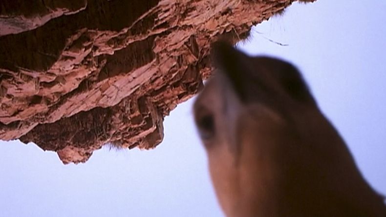 En esta imagen de un video tomada el 29 de mayo del 2013 y suminstrada por el Kimberley Land Council de Australia, un &aacute;guila observa una c&aacute;mara que fue dejada junto a un r&iacute;o para grabar cocodrilos, que el ave arrebat&oacute; y se llev