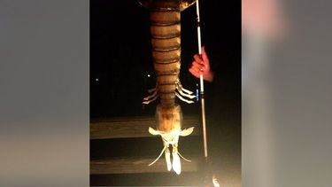 americateve | La Comisión de Conservación de Peces y Vida Silvestre de Florida informó que un par de pescadores sacó esta criatura del mar, mientras pescaban frente a un muelle en Fort Pierce, en Florida.