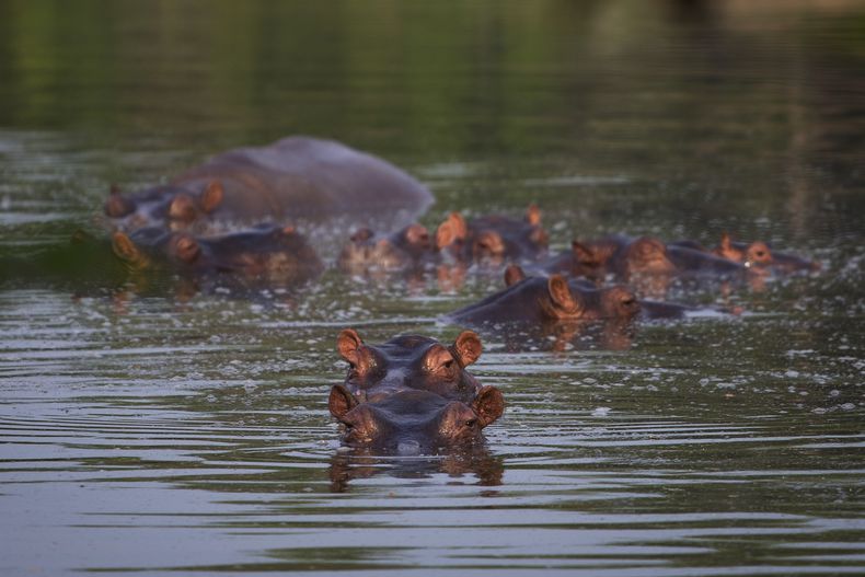 ARCHIVO - Varios hipopótamos en un lago del Parque Temático Hacienda Nápoles en Puerto Triunfo, Colombia, el 12 de febrero de 2020. Una icónica hembra hipopótamo, descendiente de los individuos que llevó a Colombia ilegalmente el capo Pablo Escobar para su zoológico particular, falleció el jueves 11 de julio de 2024 luego de varios meses de necesitar atención médica, informó el Parque Temático Hacienda Nápoles. (AP Foto/Iván Valencia, Archivo)