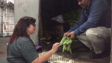 agricultura intercepta cargamento ilegal de platanos