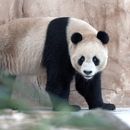 Llegan a Qatar los pandas regalados por China por el Mundial