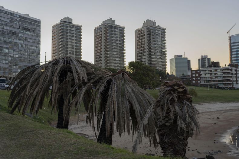 Varias palmeras en la playa Buceo en Montevideo, Uruguay, el jueves 19 de junio de 2025, mientras las autoridades lidian una batalla contra el picudo rojo, un pequeño escarabajo invasor procedente del Sudeste asiático que las devora por dentro. (AP Foto/Matilde Campodónico)